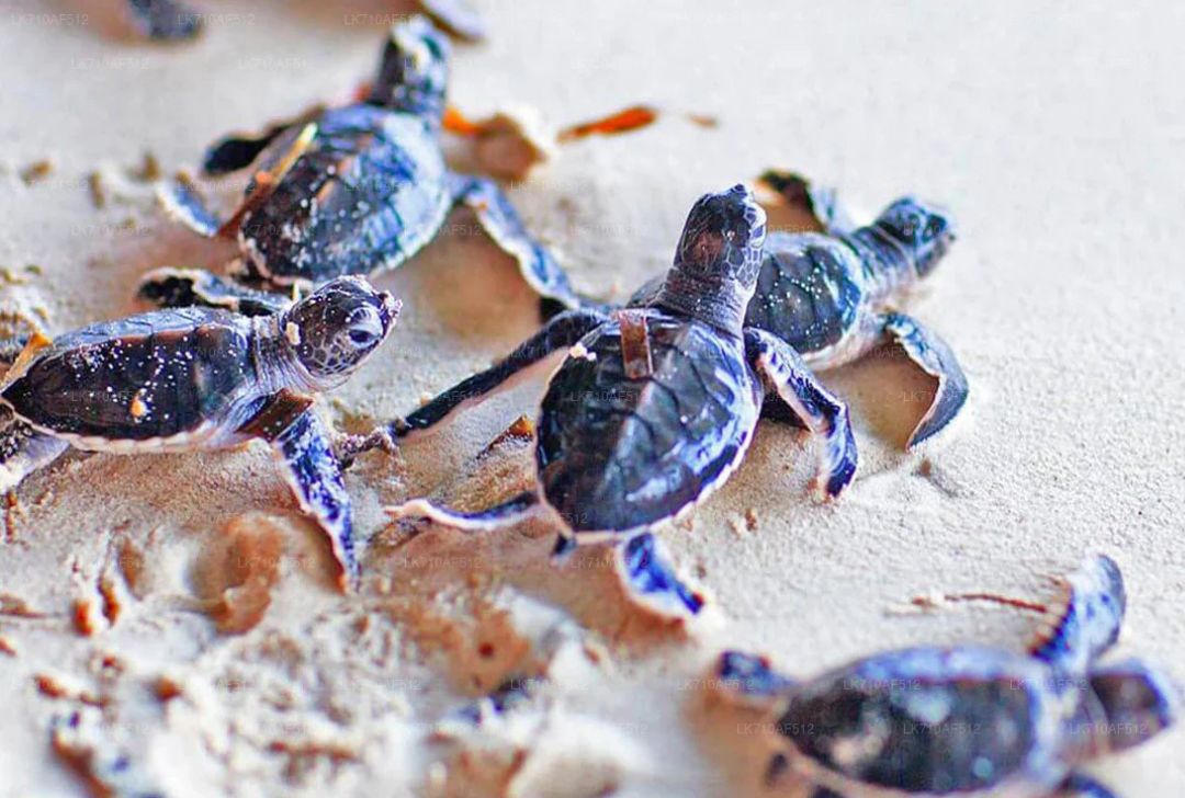 Turtle Hatchery Visit